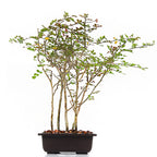 Dividivi Mini Forest With Bonsai Pot