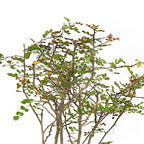 Dividivi Mini Forest With Bonsai Pot