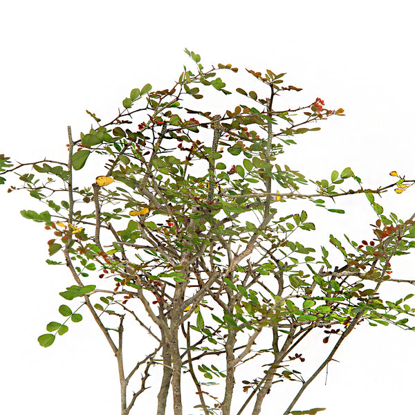 Dividivi Mini Forest With Bonsai Pot