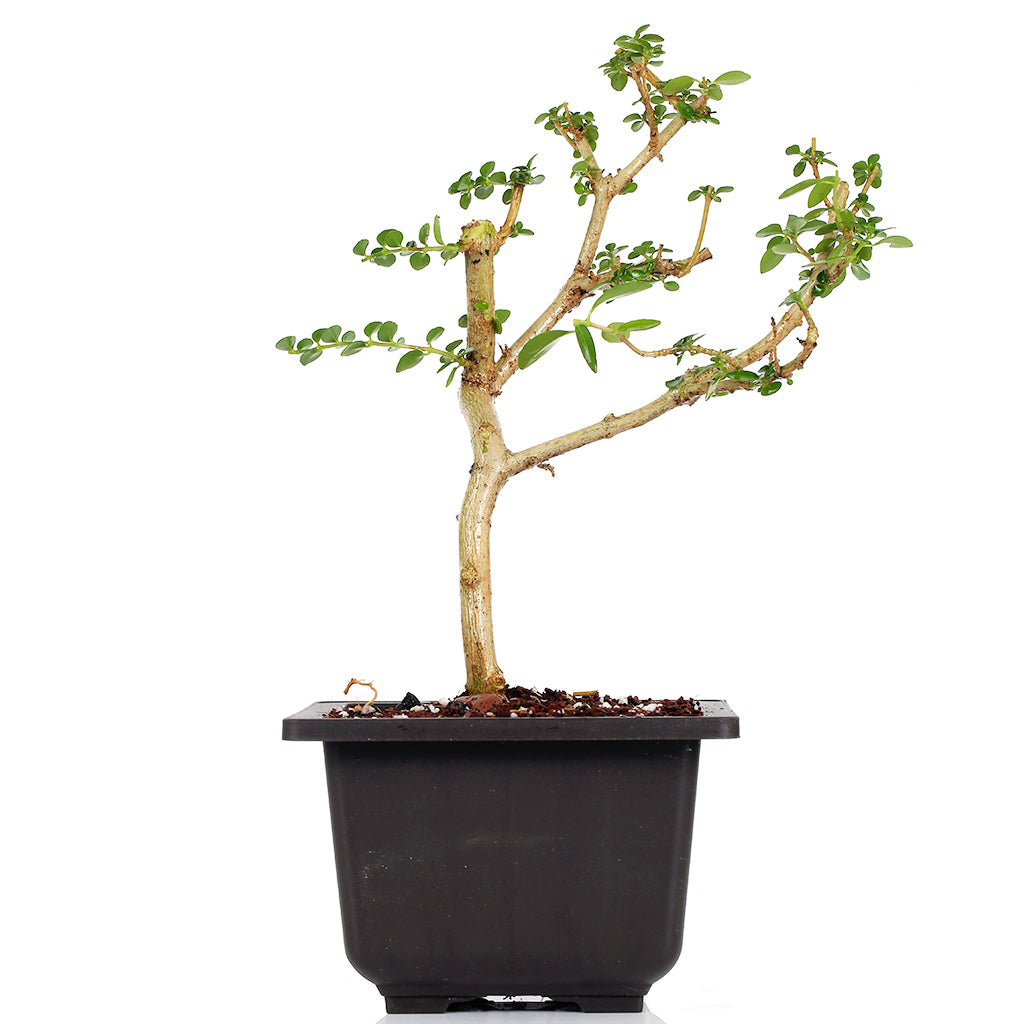 Green Paradise® Premna bonsai suitable plant