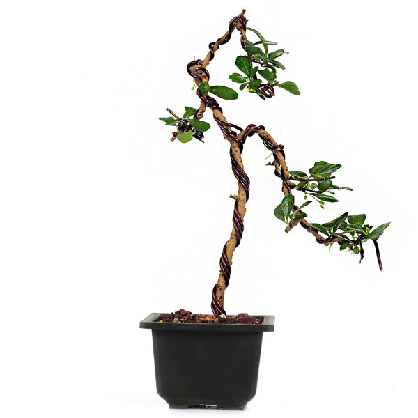 Bonsai Carmona Fuken Tea Well Shaped Weeping Style Young Bonsai Tree with Pot