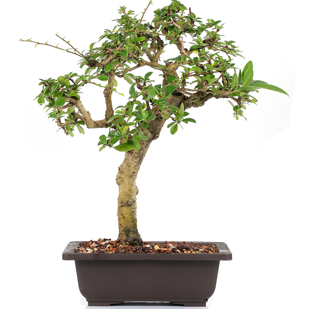 Carmona Live Bonsai (artist made) exclusive Old Tree With Bonsai Pot