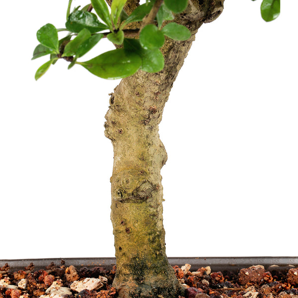 Carmona Live Bonsai (artist made) exclusive Old Tree With Bonsai Pot