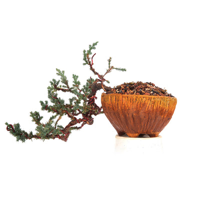 Bonsai Juniper Prostata Cascade Style With Ceramic Pot