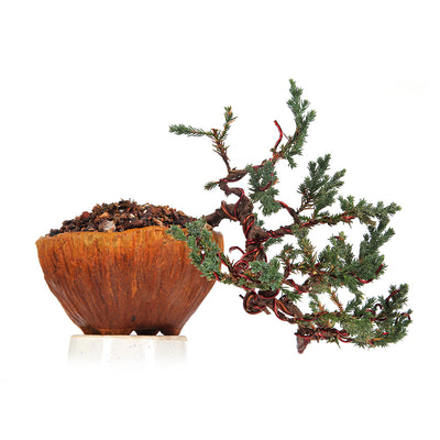 Bonsai Juniper Prostata Cascade Style With Ceramic Pot