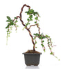 Bonsai Carmona Fuken Tea Well Shaped Weeping Style Young Bonsai Tree with Pot