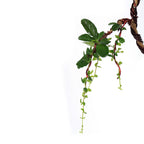 Bonsai Carmona Fuken Tea Well Shaped Weeping Style Young Bonsai Tree with Pot