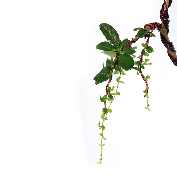 Bonsai Carmona Fuken Tea Well Shaped Weeping Style Young Bonsai Tree with Pot