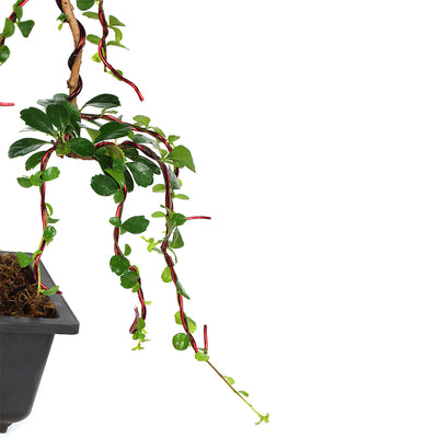 Bonsai Carmona Fuken Tea Well Shaped Weeping Style Young Bonsai Tree with Pot