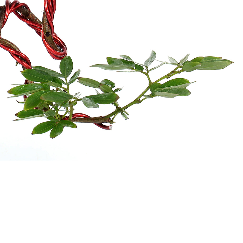 Mini Murraya paniculata dwarf plant 