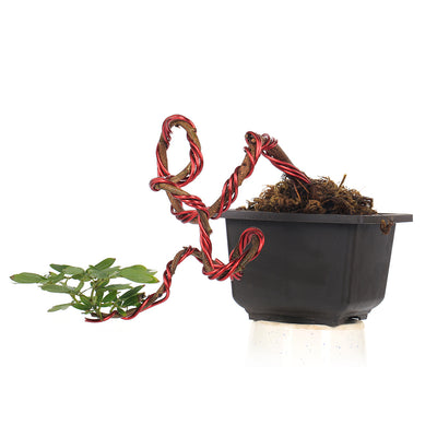 Bonsai Calliandra Surinamensis Powderpuff Tree Unique Twisted Style Bonsai Plant with Pot