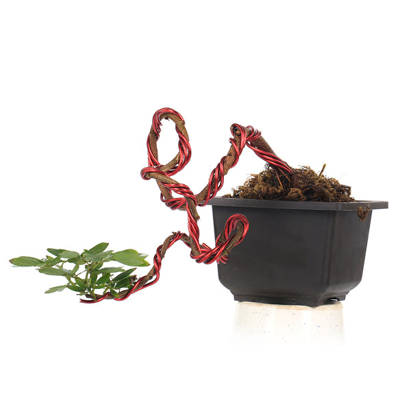 Green paradise  callindra Suraniam Bonsai