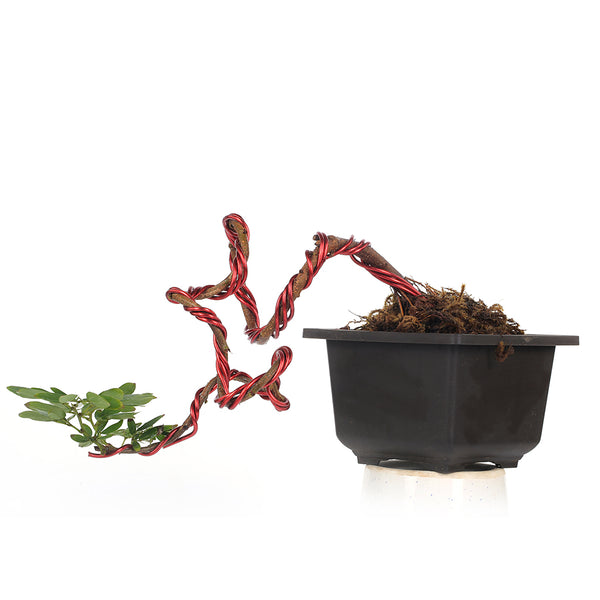 Mini Murraya paniculata dwarf plant 