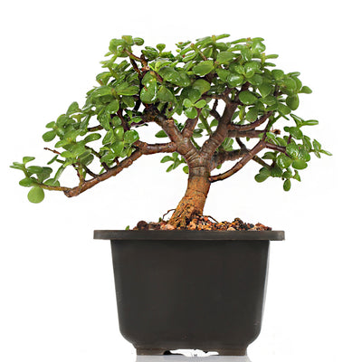 Green Paradise Bonsai Jade Goodluck Tree 2 years old With Pot (Live Plant)