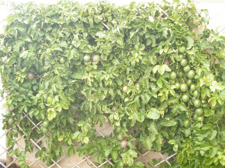 Live Passion Fruit Plant