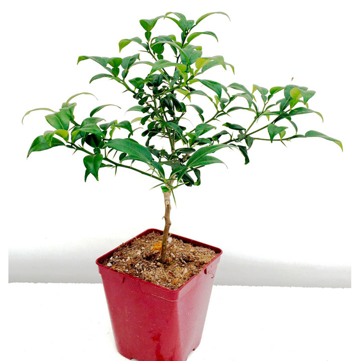 Bonsai suitable Delicious SWEET NAGPUR ORANGE Plant All Season1 Live Plant