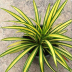 Pandanus Variegated (Golden) Indoor Live Plant