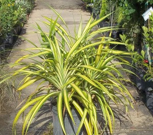 Pandanus Variegated (Golden) Indoor Live Plant
