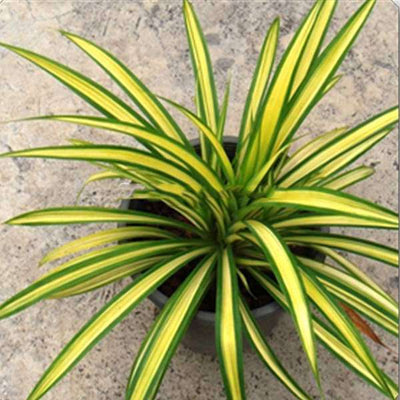 Pandanus Variegated (Golden) Indoor Live Plant