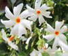 Green Paradise Parijat Plant Night-flowering jasmine Live Plant