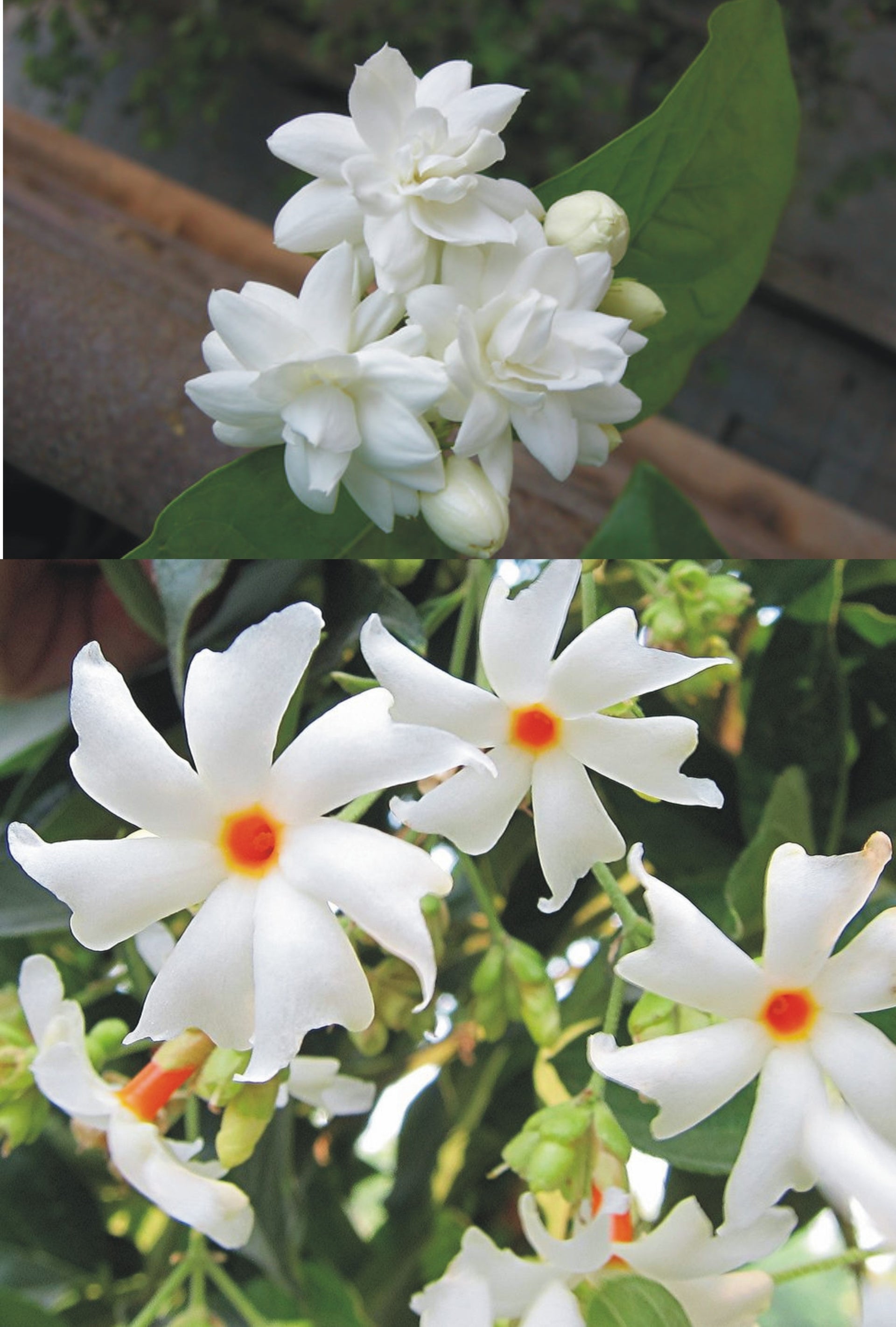 Jasmine Mogra live Plant and Live Coral Jasmine Night Flowering Parijat harshringar Live Plant (Set of 2 Plants)