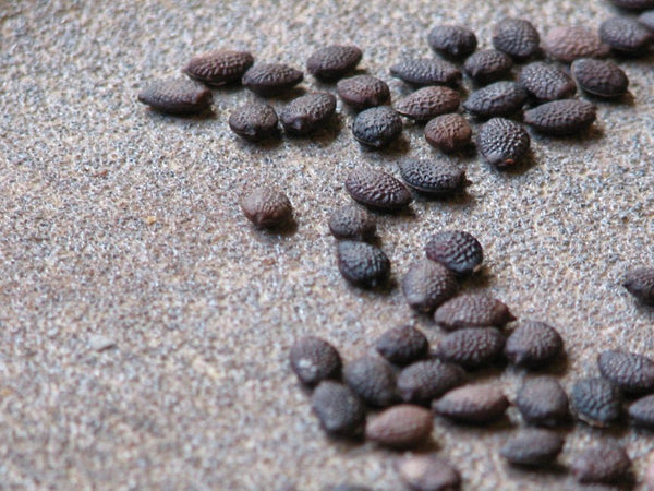 Passion Fruit Seeds Exotic And Rare Sweet Red Passion Fruit Seeds (Pack Of 10 seeds)