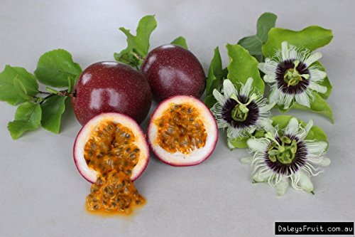Passion Fruit Seeds Exotic And Rare Sweet Red Passion Fruit Seeds (Pack Of 10 seeds)