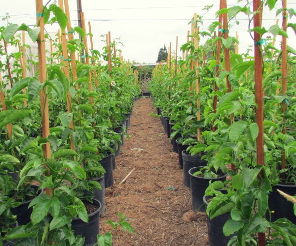 Live Passion Fruit Plant