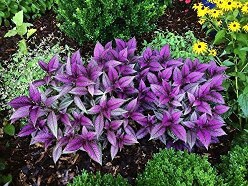 Persian Shield Plant Live Plant With Pot
