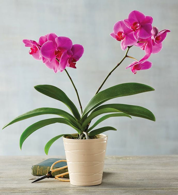 Phalaenopsis Small Seedlings ( Pack of 3)