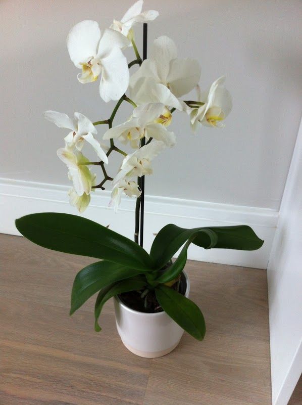 Phalaenopsis Small Seedlings ( Pack of 3)