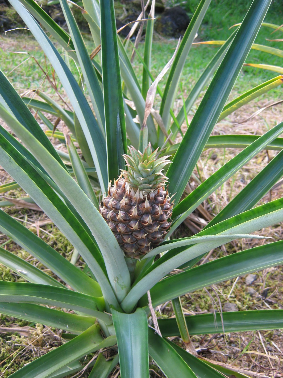 Pineapple Live Plant