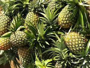 Pineapple Live Plant