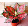 Live Indoor Air Purifying Pink Aglaonema Plant with Pot