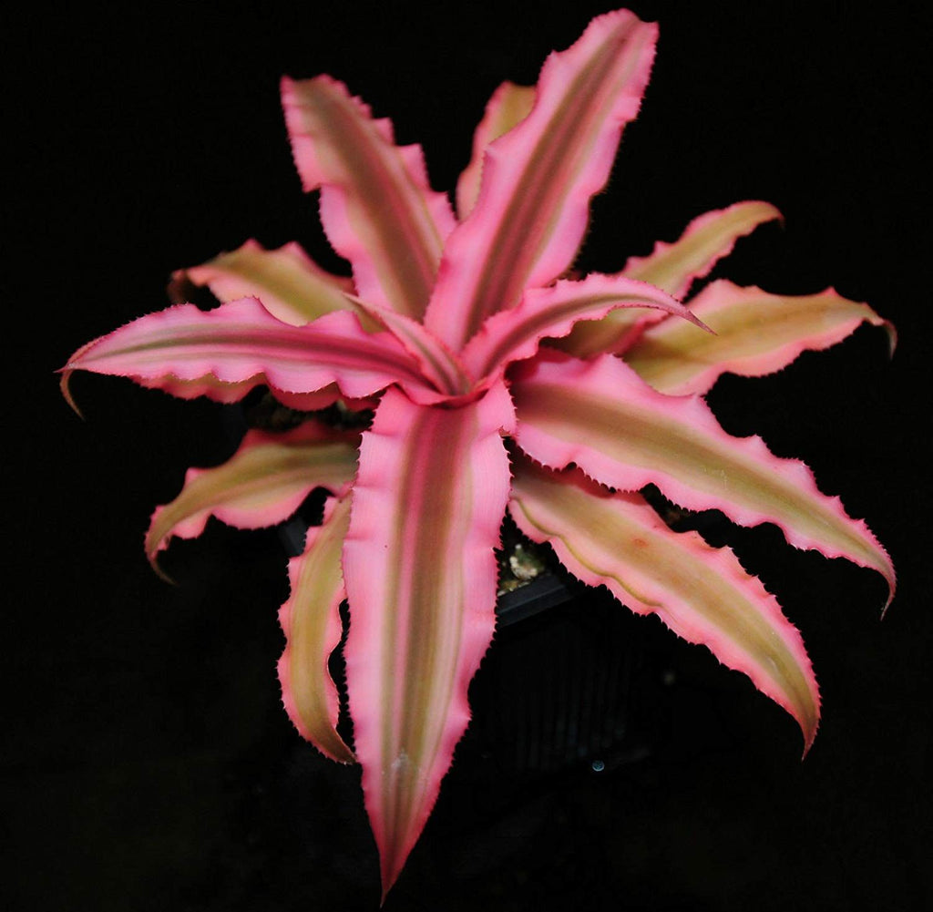 Pink Cryptanthus Live Plant Best Indoor Plant