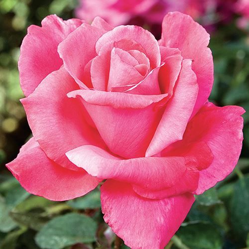 English Rose Plant (Pink)