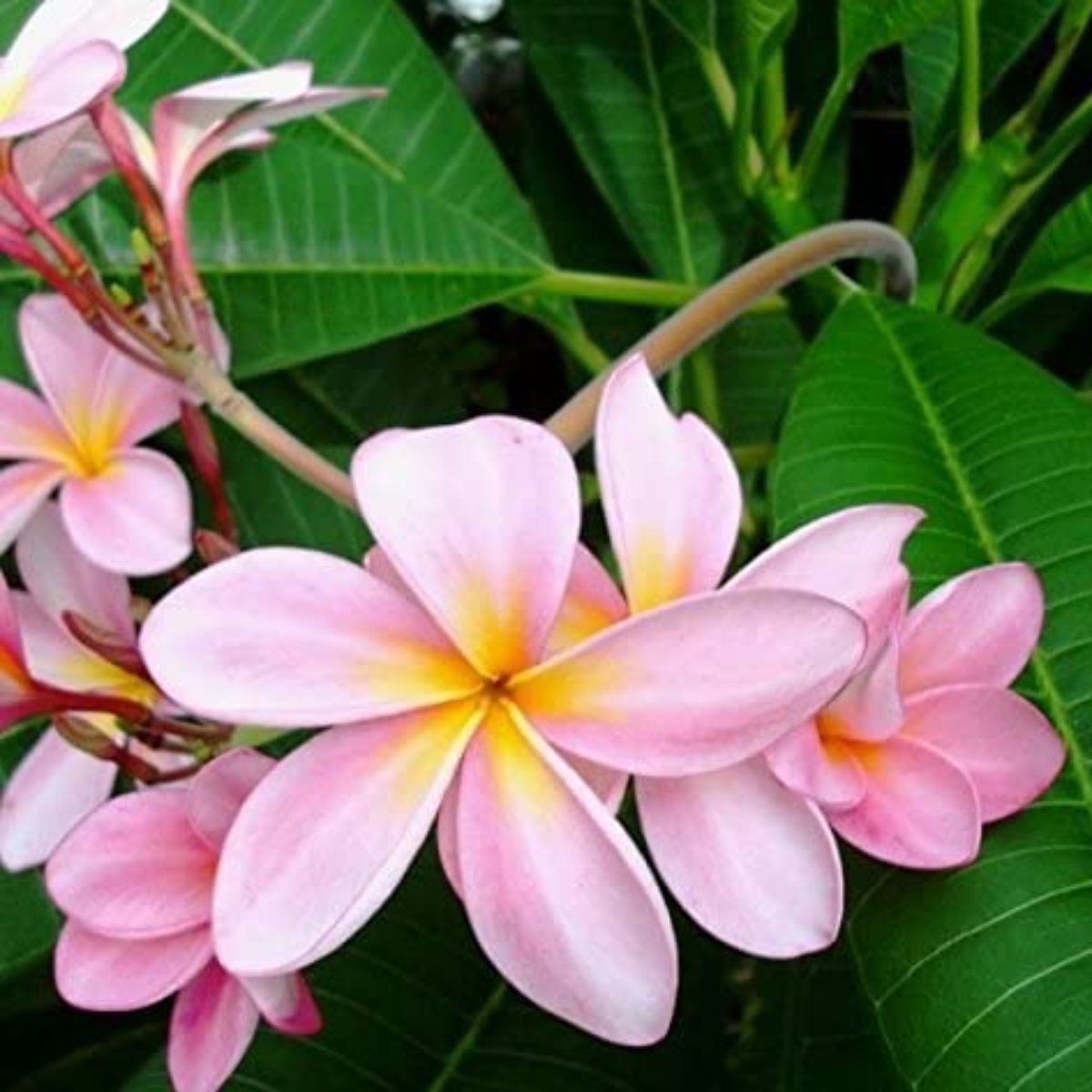 Pink Plumeria Champa live Plant