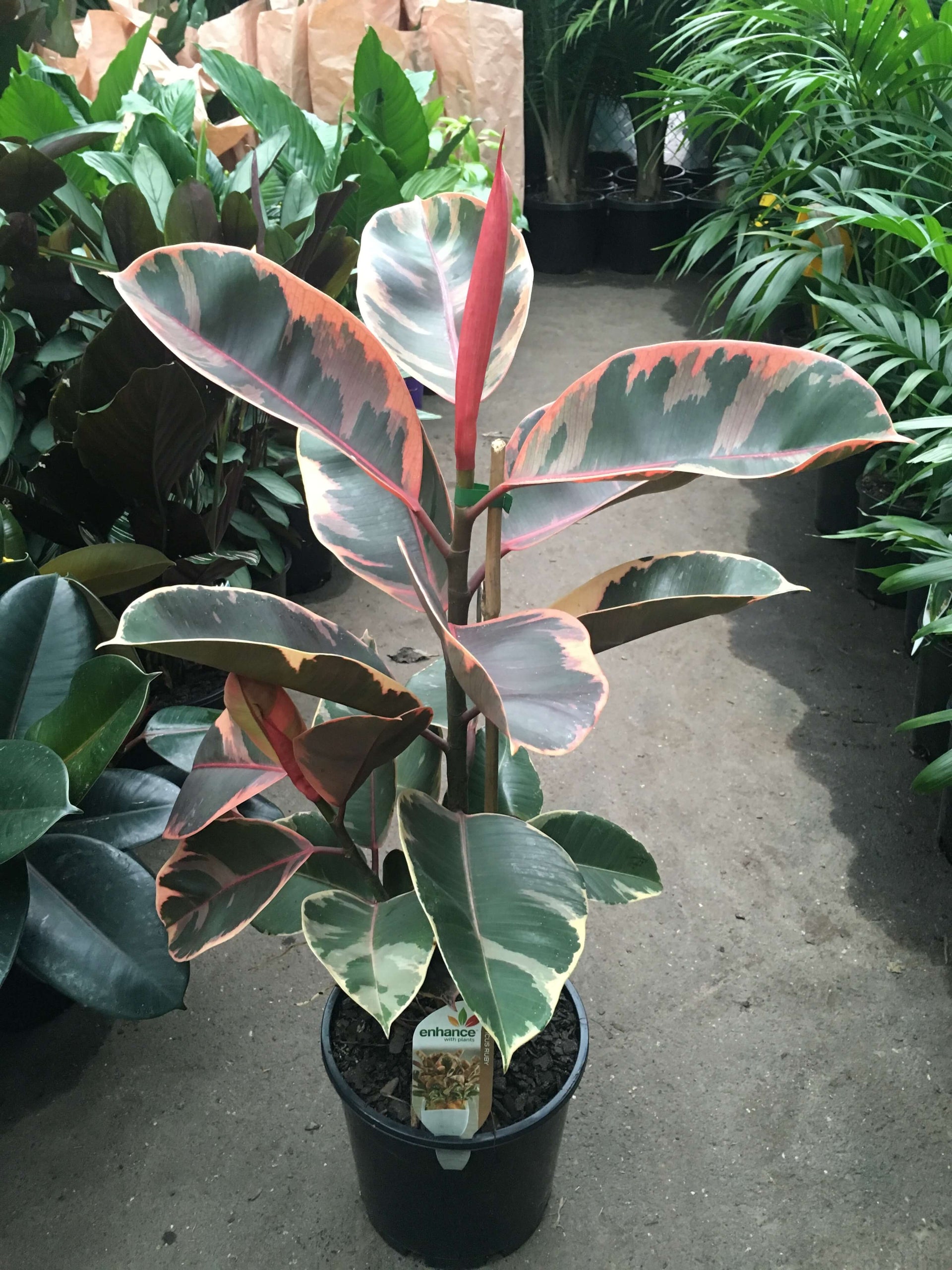 Pink Rubber Plant