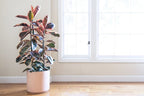 Pink Rubber Plant