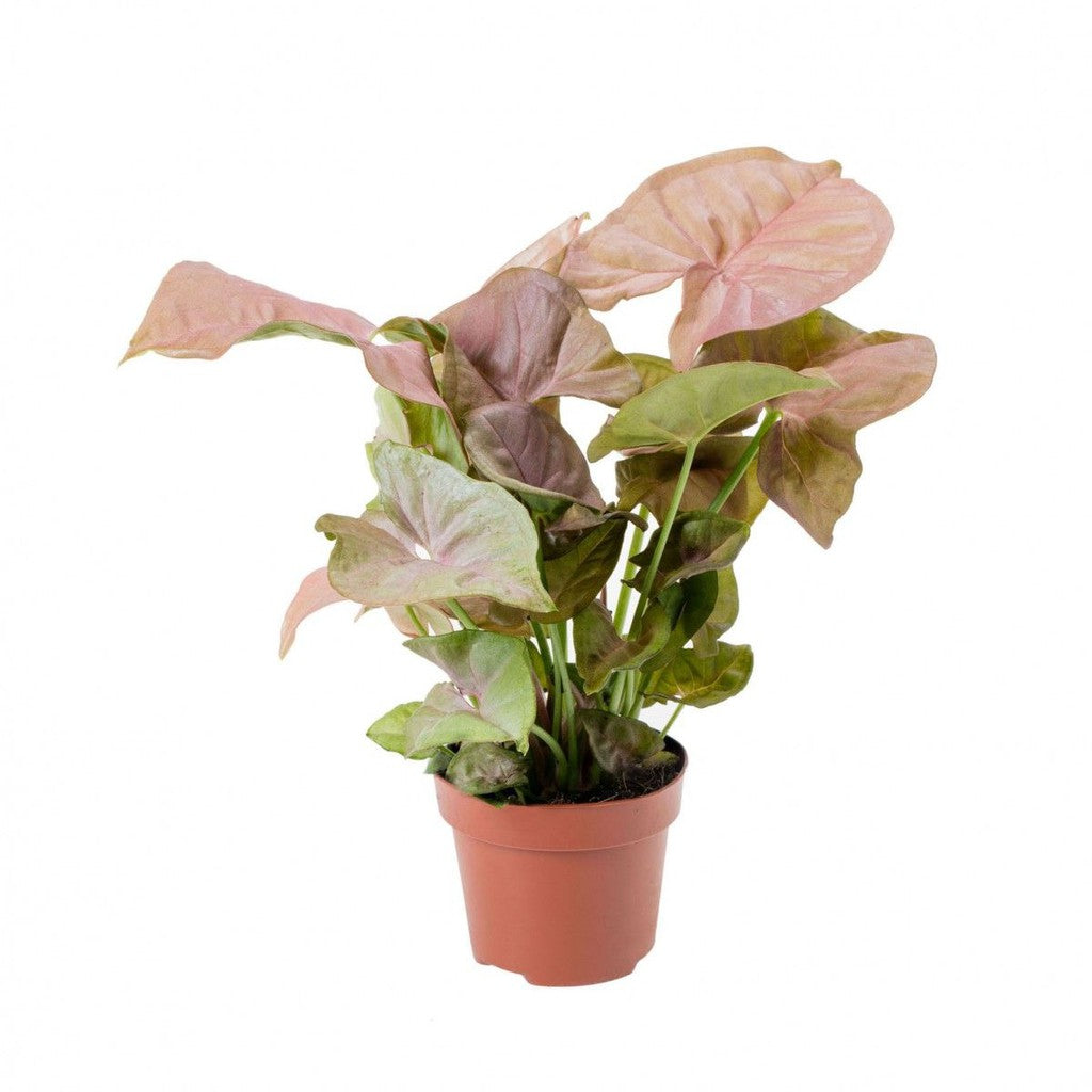 Pink Syngonium Plant