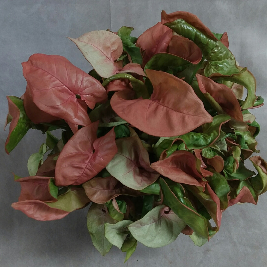 Green Paradise®  Pink Syngonium Plant
