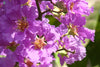 Green Paradise® Legerstomia Pink Lagerstroemia speciosa Queens Crape Myrtle tree Live Sapling Plant