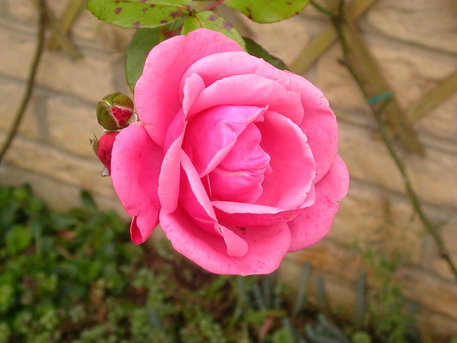 English Rose Plant (Pink)