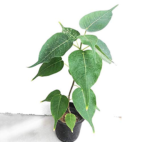 Holy Pipal Live Sapling Plant with Pot