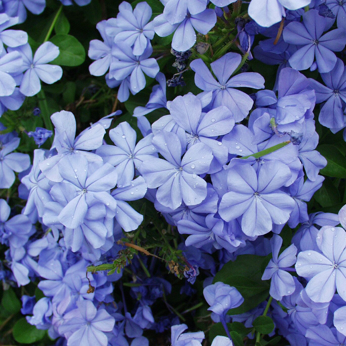 Green Paradise® Blue Plumbago Full Year Flowering Plant (Shrub For Flowerbeds And Potted Gardens ) ( 1 healthy Plant )