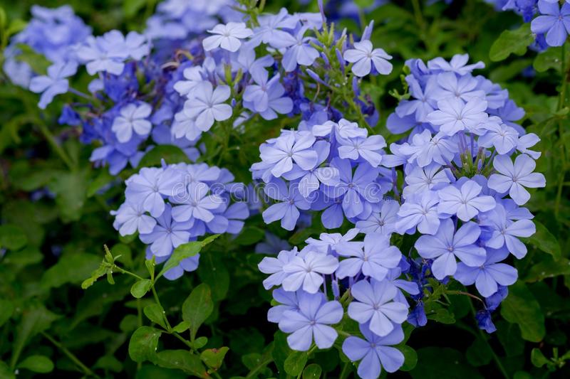 Green Paradise® Blue Plumbago Full Year Flowering Plant (Shrub For Flowerbeds And Potted Gardens ) ( 1 healthy Plant )