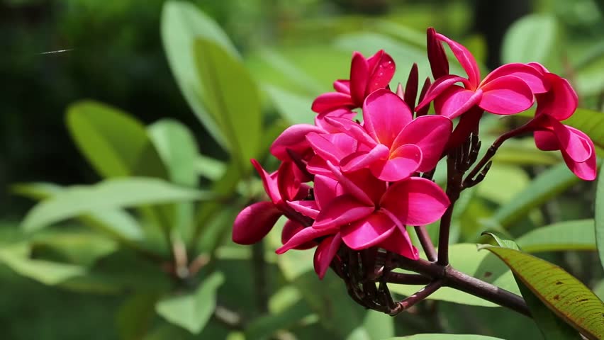 Green Paradise Red Plumeria Live Red frangipani Live Red Champa Plant