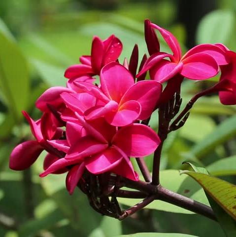 Green Paradise Red Plumeria Live Red frangipani Live Red Champa Plant