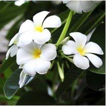 Plumeria Alba ( Good luck Naag Chmapa) Plant