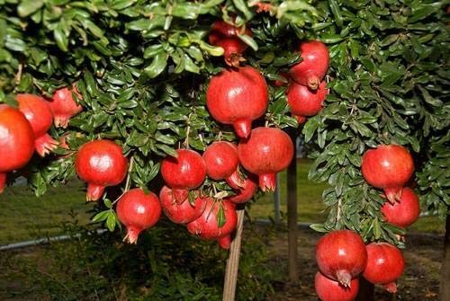 Pomegranate Live Plant Suitable For Bonsai